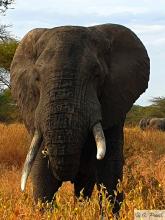 Elefant