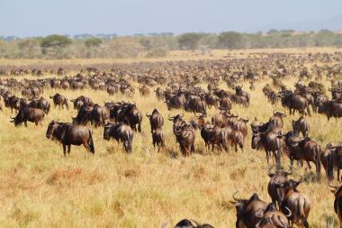 Gnu Herde